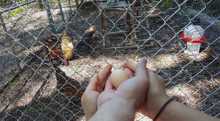 With Egg Prices Still Climbing, This Fort Mill Farm Is Launching A Chicken Rental Program