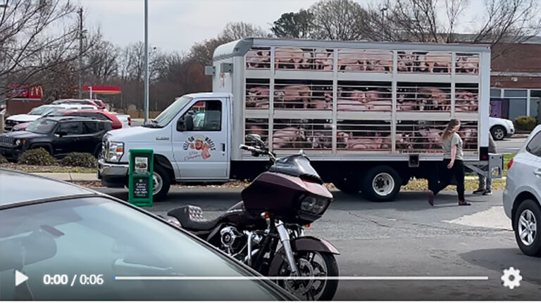 PETA’s Protest in Rock Hill Backfires as The Dixie Pig Sees Record Crowds