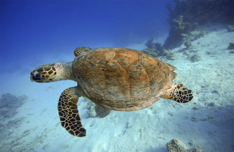 Critically Endangered Sea Turtle Gets Second Chance at Charlotte’s SEA LIFE Aquarium