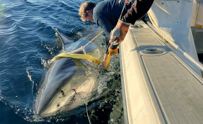 Largest Great White Ever Tagged Appears Off North Carolina Coast