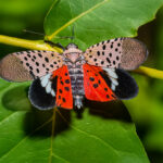 spotted lantern fly clemson