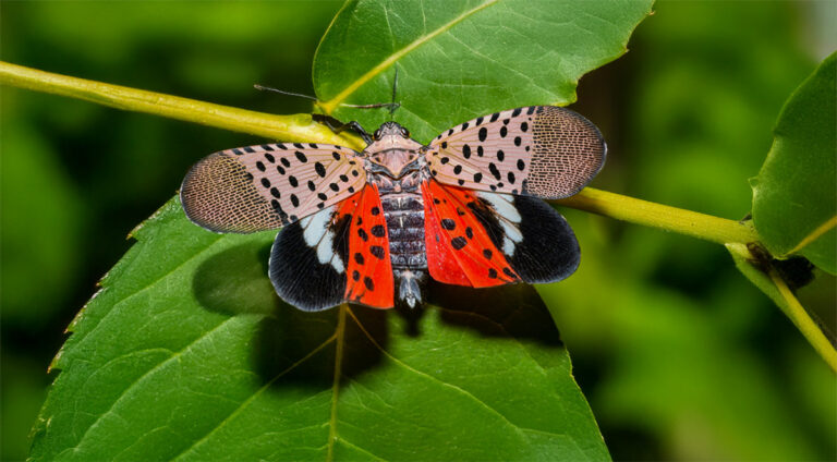 Invasive Spotted Lanternfly Reaches South Carolina, Alarming Agriculture Experts