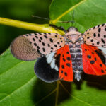 spotted lantern fly sc