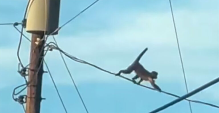 Monkey Escapes Lake Norman Zoo, Prompting Urgent Search in Troutman