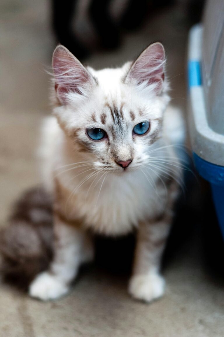 What to Do When Your Pet Needs Urgent Care in North Carolina
