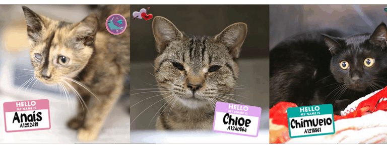 Charlotte Animal Shelter at Capacity, Urgently Pleads for Cat Adoptions