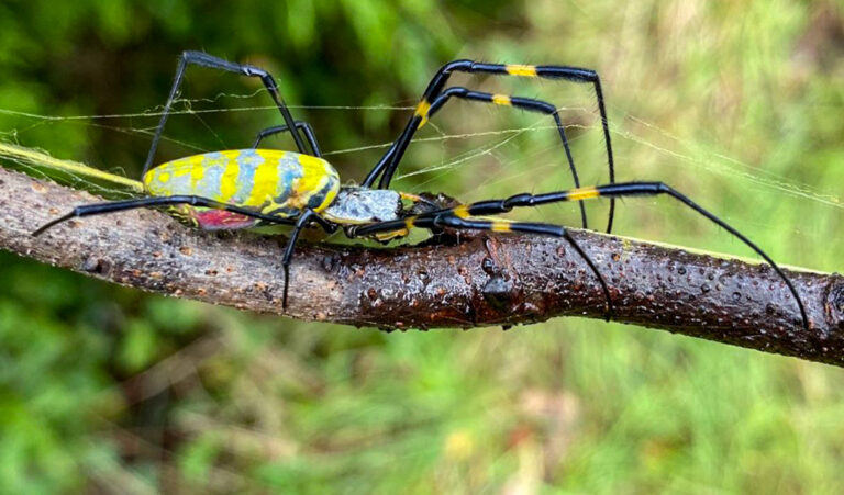 Charlotte Residents Report First Sightings of Invasive Giant Flying Joro Spiders