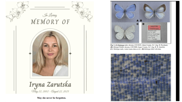 Newly Discovered Blue Butterfly Named in Honor of Charlotte Light Rail Victim Iryna Zarutska