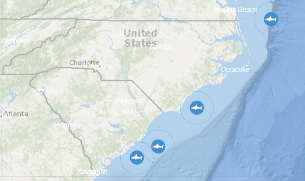 500-Pound Great White Shark Spotted Off Wilmington This Morning