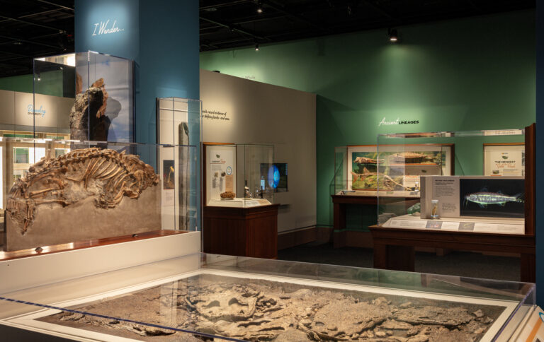 Museum collections are displayed in glass and wood exhibition cases.