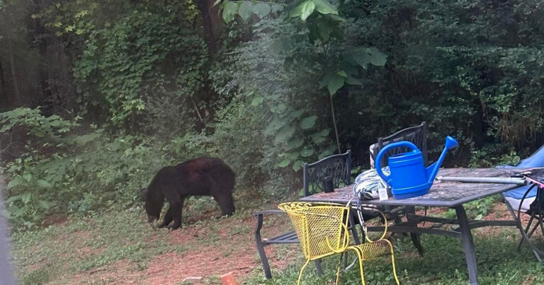 Another Black Bear Spotted in Gastonia as Sightings Rise Across Charlotte Region