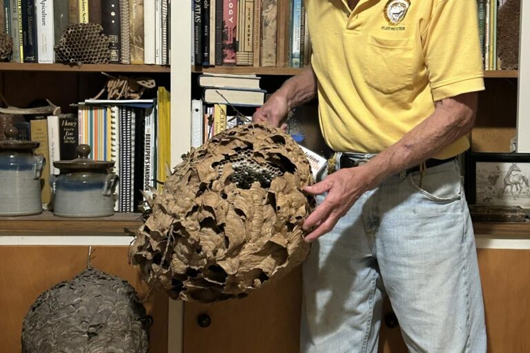 Invasive ‘Murder Hornet’ Relative Confirmed in Charlotte Area for First Time