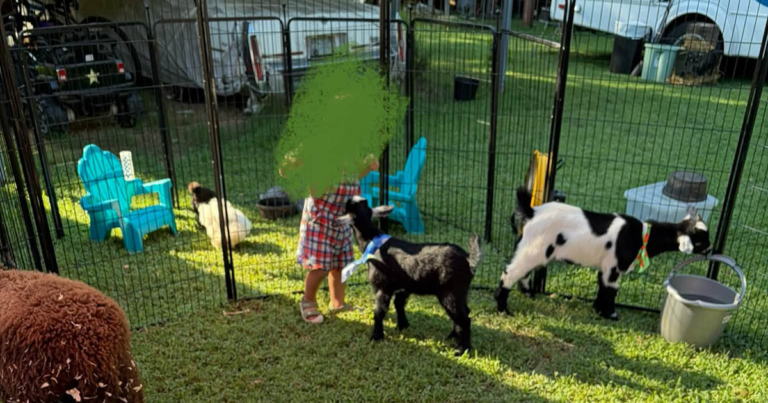 Rabies Alert Expands Across Charlotte Area After Infected Petting Zoo Goats Visit 10 Events